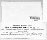 Cercosporella virgaureae image